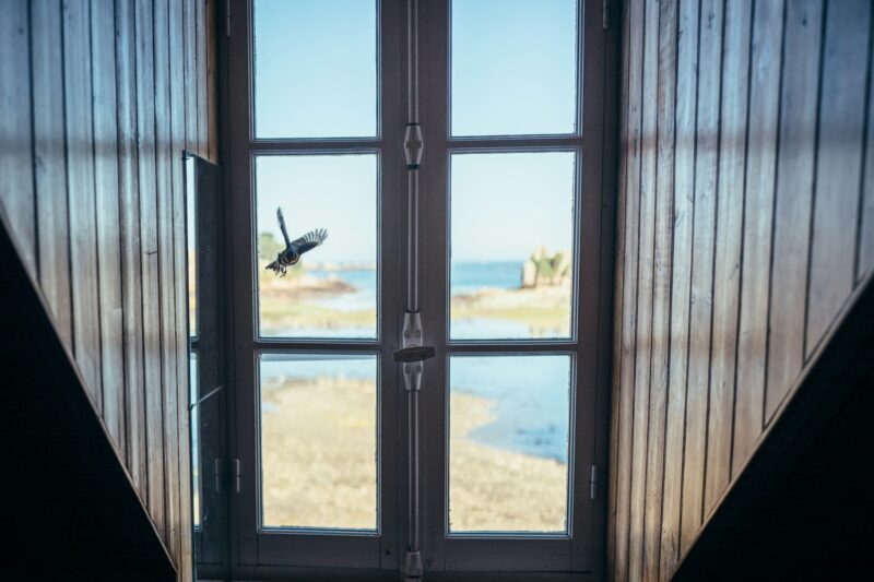 why do birds fly into windows